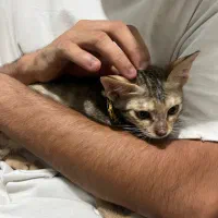 گربه ابیسینیان|گربه|بندر گناوه, |دیوار