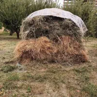 فروش علف ( گزره )