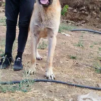 سرابی 14ماهه