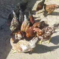 مرغ و خروس|حیوانات مزرعه|قرچک, شهرک طلائیه|دیوار