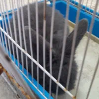 خرگوش لوپ|موش و خرگوش|قشم, |دیوار