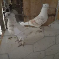 پشتدار و رنگی سرور هما ساعتی