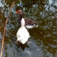 غاز فروشی چاق و سرحال