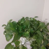 گل طبیعی|گل و گیاه طبیعی|تهران, خانی آباد نو شمالی|دیوار