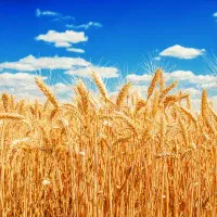 ۷هکتار زمین مرغوب دیمی