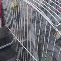 پرنده|پرنده|قدس, شهرقدس|دیوار