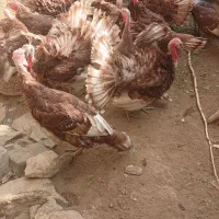 بوقلمون محلی