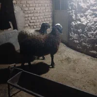 بره شالی|حیوانات مزرعه|رامند, |دیوار