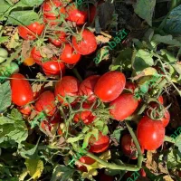 ۲۰الی۱۵هکتار زمین و آب جهت زراعت شراکتی ۳ساله