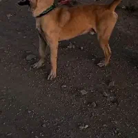 توله  سگ سراب