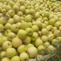 سیب لبنانی درگز قرمز و زرد