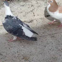 کبوتر پرشی|لوازم جانبی حیوانات|مشهد, کارگران|دیوار