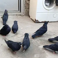 کبوتر|پرنده|میاندوآب, |دیوار