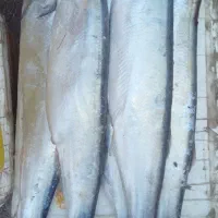 ماهی خارودرشت