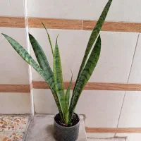 گلهای طبیعی|گل و گیاه طبیعی|خرمآباد, |دیوار