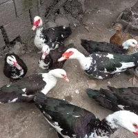 فروش اردک نر و ماده