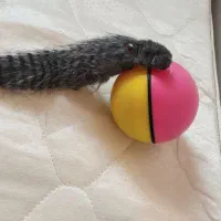 اسباب‌بازی در حد نو