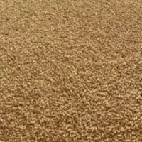 گندم دیم بذری  اذر ۲