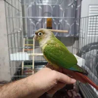 گیرینچیک ۶ ماهه سر حال و سالم با قفس و لوازم