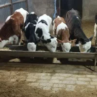 گوساله سیمینتال