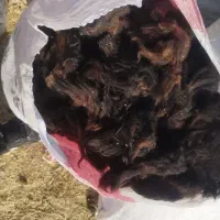 پشم گوسفند