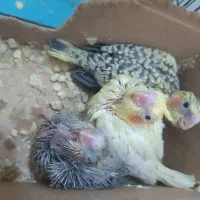 جوجه عروس هلندی