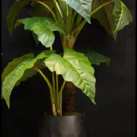 پخش عمده انواع درختچه های زینتی و مصنوعی