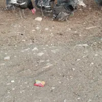 بوقلمون محلی سرحال|حیوانات مزرعه|دهدشت, |دیوار