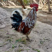 خروس گلین جوجه مرغ