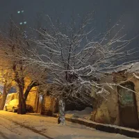 زمین سند تک برگ