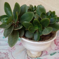 فروش تعدادی گل