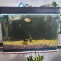 اکواریوم حرفه ای