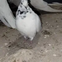 کفتر قره دیمدیح کاکلی|پرنده|آذرشهر, |دیوار