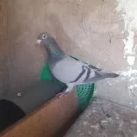 کفتر جوجه قره سیاه سبز المانی  سار