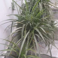 صنایع دستی