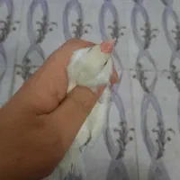 فنچ نرگسی کرم لایت|پرنده|مبارکه, |دیوار