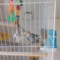 عروس هلندی