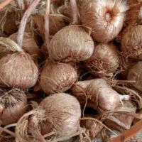 پیاز زعفران (تربت‌ حیدریه) کم خاک  (با امکان ارسال|خوردنی و آشامیدنی|تربت‌حیدریه, بهزیستی|دیوار