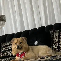 سگ پامر اشپیتز