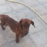 سگ داشهوند(سوسیسی)