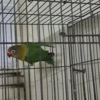 طوطی برزیلی|پرنده|بهبهان, |دیوار