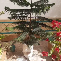 فروش درختچه کاج مطبق