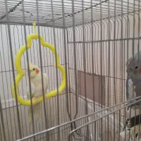 عروس هلندی|پرنده|گلبهار, شهر جدید گلبهار|دیوار