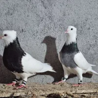 طوقی سیاه وسبز خوش قواره پاک