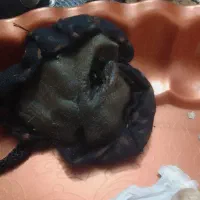 زود پز ژاپن