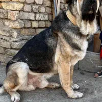 پژدر|سگ|چادگان, |دیوار