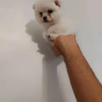 توله پامرانین|سگ|ماهدشت, |دیوار