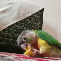 گرینچیگ