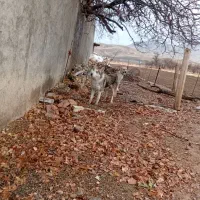 هاسکی|سگ|سنقر, |دیوار