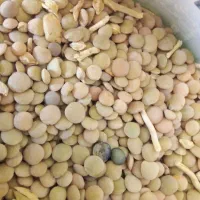 عدس تازه درجه یک خرده عمده